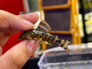 L104 Clown Pleco (Panaqolus maccus)
